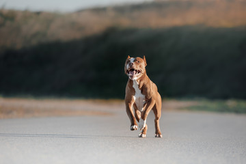 Dog pit bull Terrier on the walk