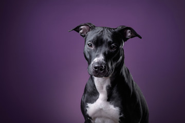 The dog is a pit bull Terrier posing in Studio