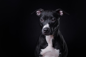 The dog is a pit bull Terrier posing in Studio