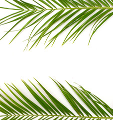 Fototapeta na wymiar Tropical palm leaves on a white background