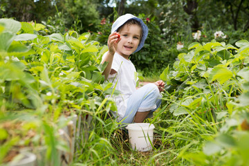  adorable little boy picking strawberries on organic berry farm in summer. Funny child having fun with helping.