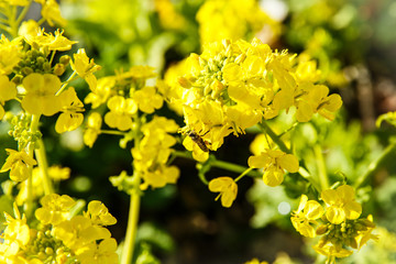 蜜蜂と菜の花