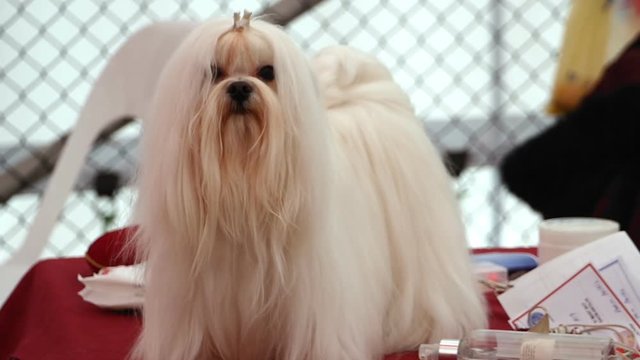 Maltese dog on competition