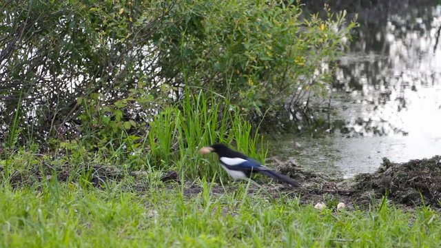 Magpie grabs a piece of bread and runs away