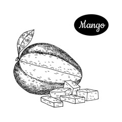 Hand drawn sketch style fresh mango.
