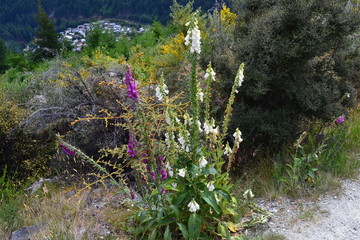 Obraz premium flowers in New Zealand