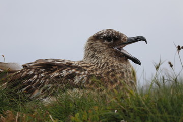 die Möwen der Insel Runde