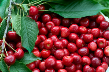 Ripe cherry closeup