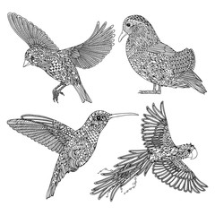 Collection of hand-drawn  birds. Coloring page for adults