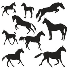 black horses silhouettes on white background