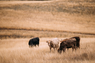 Kakheti Region, Georgia. Cows Eating Grass In Autumn Pasture.