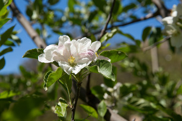 Apple Blossom, Razavi Khorasan, Iran