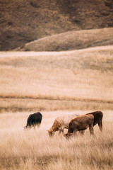 Kakheti Region, Georgia. Cows Eating Grass In Autumn Pasture.