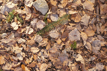 Ground with dry leaves 1