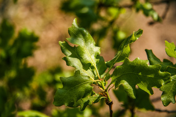 The slopes of the mountains near the village of Laspi