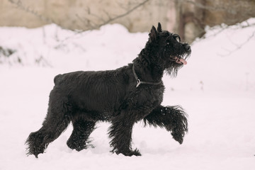 Funny Young Black Giant Schnauzer Or Riesenschnauzer Dog Walking