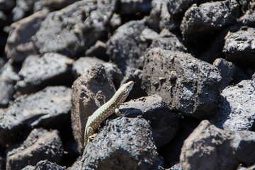 Lizard on the coal
