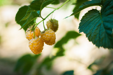 yellow raspberry