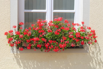 Naklejka premium Haus mit Geranien