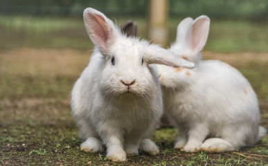Neugieriges Zwergkaninchen