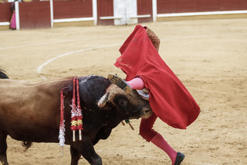 Torero y toro en la plaza. Tarde de toros. Fiesta Nacional.
