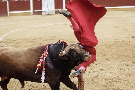 Torero y toro en la plaza. Tarde de toros. Fiesta Nacional.