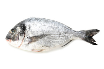 Fresh dorado fish on white background