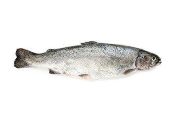 Fresh trout fish on white background