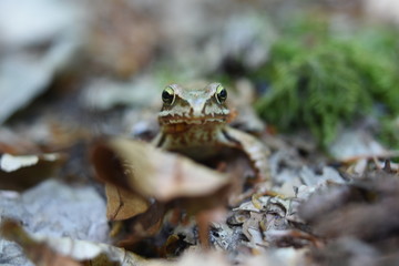 Naklejka premium Frosch