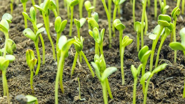 Growing green plant time lapse