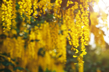 The great garden blooming yellow wisteria blossoms in Spring