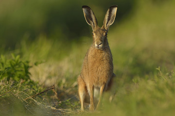 Hare Lepus europaeus - wild animal, natural green background, closeup