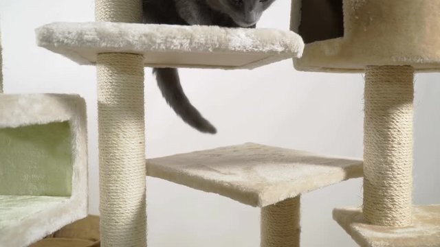 Floor to ceiling cat trees with multiple levels and platforms. Indoor cat playground providing feline a safe place to rest, exercise and play.