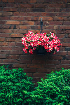 A large ball of dark pink petunias. Basket of fowers decorated the wall. Colored summer flowers hanging in a basket