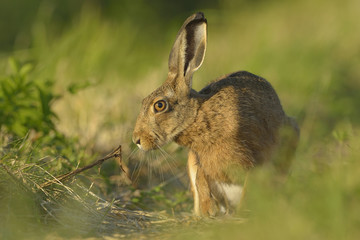 Hare Lepus europaeus - wild animal, natural green background, closeup