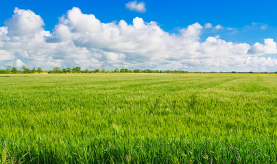 Green wheat field.