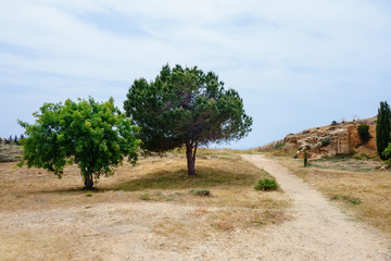 Fototapeta premium Two olive trees in Archeological park in Paphos