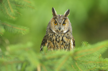 Europaean Long Eared Owl Asio otus - natural forest green background 