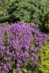 Thyme (Thymus vulgaris) blossoming in the garden of herbs.