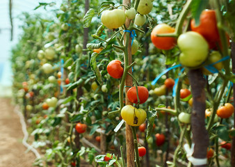 Ripening tomatoes in the greenhouse