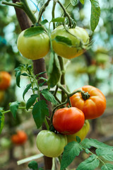 Ripening tomatoes in the greenhouse
