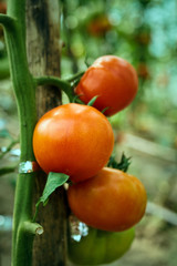 Ripening tomatoes in the greenhouse