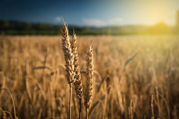 Wheat ear spikes close up with crop field in the background
