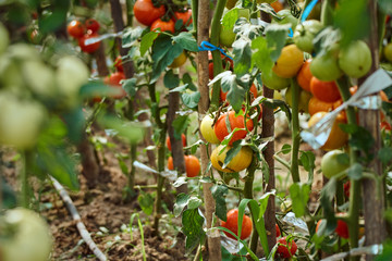 Ripening tomatoes in the greenhouse