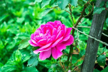Beautiful pink rose flower in a garden