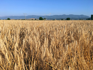 Field of wheat