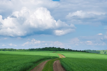Summer landscape with a dirt road in a green field