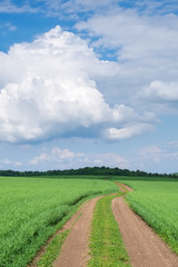 Summer landscape with a dirt road in a green field