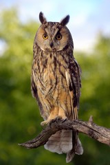 Europaean Long Eared Owl Asio otus - natural forest background 