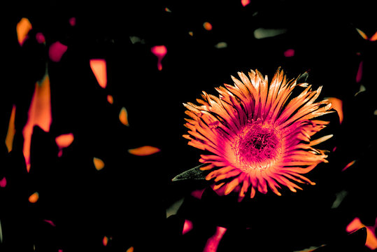 digitally enhanced macro photo of purple aster - orange with black background and orange flecks